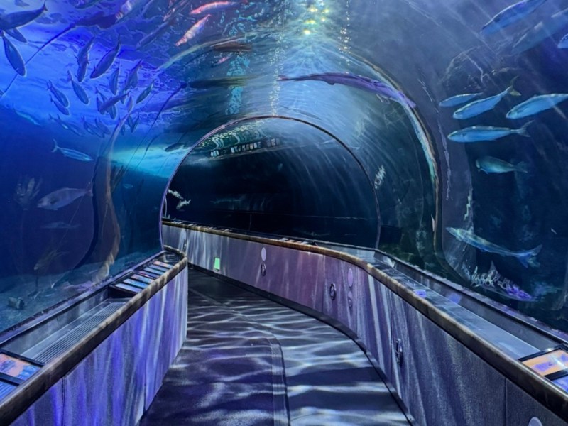 San Francisco Aquariums- Aquarium of the Bay & Steinhart Aquarium! (& Osher&nbsp;Rainforest)