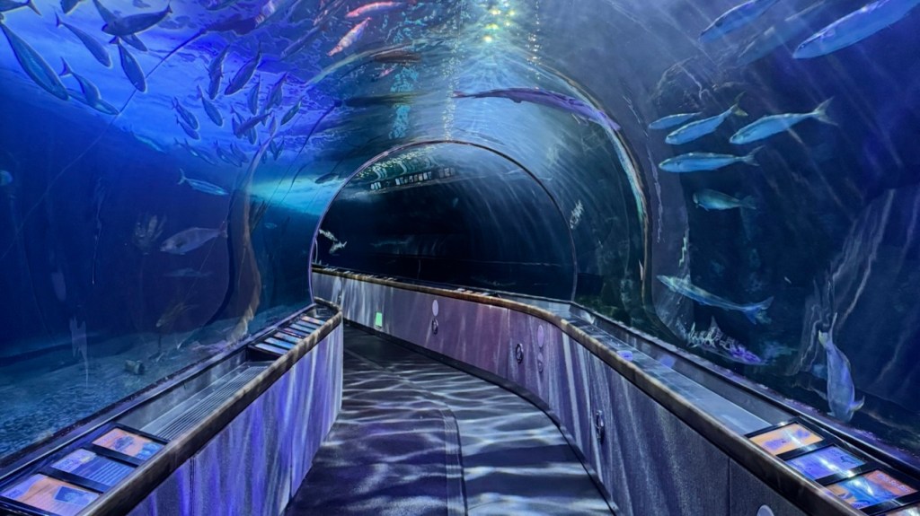 San Francisco Aquariums- Aquarium of the Bay & Steinhart Aquarium! (& Osher&nbsp;Rainforest)